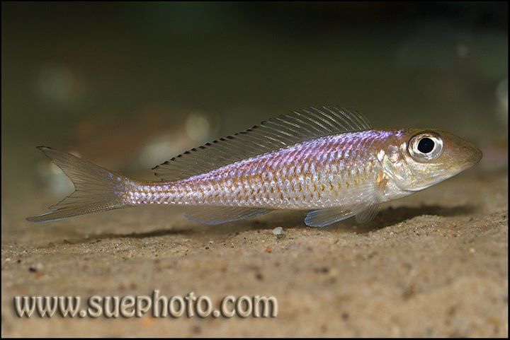 Asprotilapia leptura 'Tembwe (Deux)'